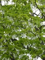 P1050324Taschentuchbaum.webp