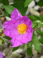 P1050329Zistrose.webp