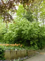 P1050335Quitte.webp