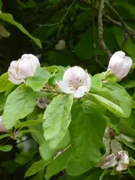 P1050336Quitte.webp