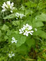P1050341Knoblauchsrauke.webp