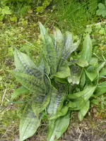 P1050355geflecktes Knabenkraut.webp