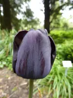 P1050380.webp