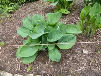 P1050382Blaublatt-Funkie Elegans.webp