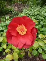 P1050384Kamelie.webp