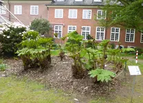 P1050398Mammutblatt.webp