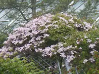 P1050400.webp