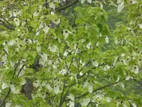 P1050412Taschentuchbaum.webp