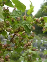 P1050416schwarze Johannisbeere Rosenthals Schwarze.webp