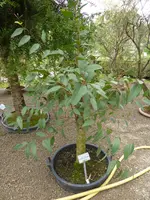 P1050424Eukalyptus.jpg