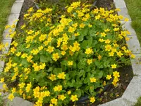 P1050437Sumpfdotterblume.webp
