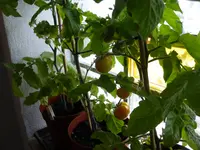 P1020399.webp