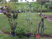 2017-05-07 Bäume1.webp