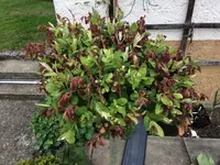 2017-05-07 Harlekinweide.webp