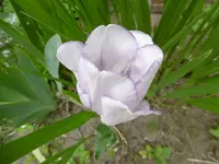 P1000788.webp