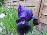P1000771.webp