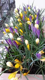 krokus_gedreht.webp