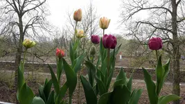 tulpe_gedreht.webp