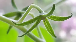20170504_112655_tomate.webp