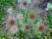 P1000651.webp