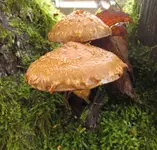 IMG_7025.jpg