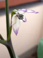 lila_luzi_blüte.webp