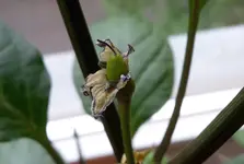 lila_luzi_frucht.webp