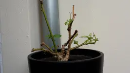 20170506_155534_habanero.webp