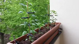 20170503_102317_chilis.webp