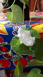 20170506_155702_prunkwinde_weiss.webp