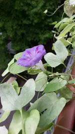 20170506_155712_prunkwinde_violett.webp