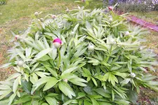 100_3879.JPG