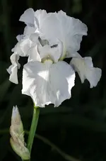 111-0028.webp