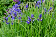 irissibirica-.webp