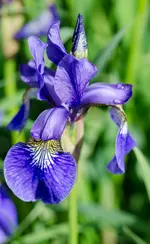 irissibirica2-.jpg