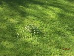 G_Rasen_Rasenmähroboter_Gänseblümchen_Blumeninsel Schaltung_v2__06.05.2017_©.jpg