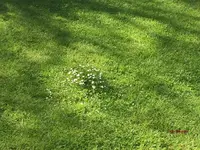 G_Rasen_Rasenmähroboter_Gänseblümchen_Blumeninsel Schaltung_v2__06.05.2017_©.webp