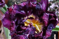 2017weinrot01.webp