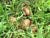 T_Weinbergschnecke Wiese_Schrift__06.05.2017_©mr.ditschy.webp