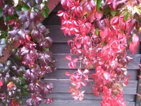 #IC00275.webp