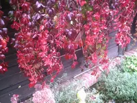 #IC00279.webp