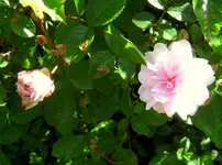 IMG_7787.JPG