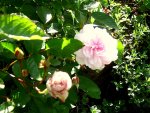 IMG_7788.JPG