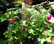IMG_7782.JPG