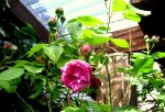 IMG_7783.JPG
