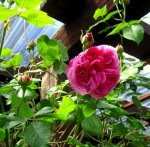IMG_7784.JPG