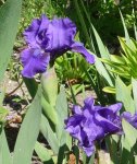 Iris 01.jpg