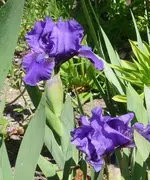 Iris 01.webp