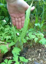 IMG_20170509_200439.JPG