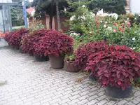 DSCF1680.webp